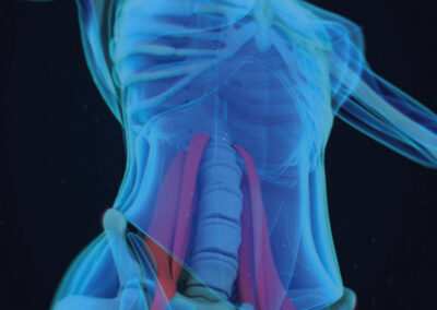 The Mighty Psoas
